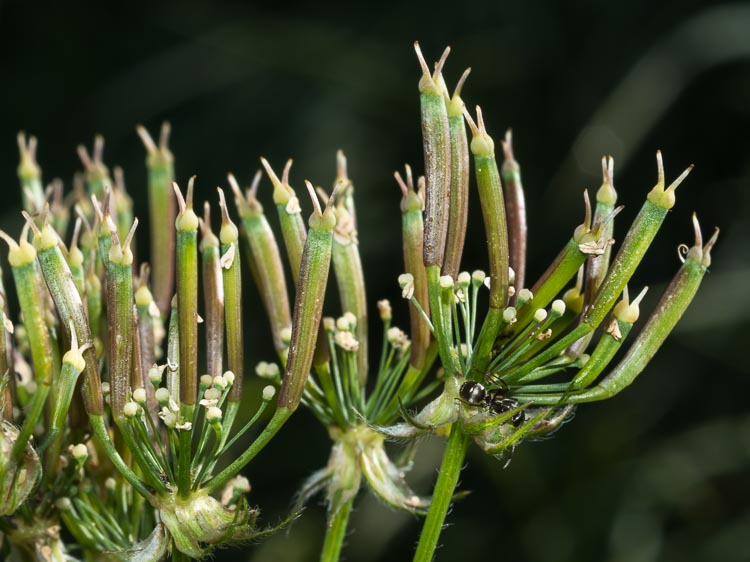 Chaerophyllum hirsutum / Cerfoglio selvatico